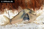 corydoras simulatus corydoras simulatus