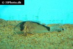 corydoras simulatus corydoras simulatus