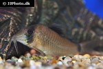 corydoras simulatus corydoras simulatus