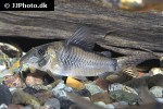 corydoras simulatus corydoras simulatus