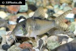 corydoras simulatus corydoras simulatus