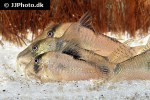 corydoras simulatus corydoras simulatus