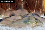 corydoras simulatus corydoras simulatus
