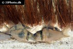 corydoras simulatus corydoras simulatus