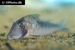 corydoras solox corydoras solox