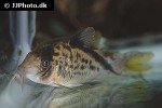 corydoras species c016 corydoras species c016