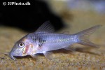 corydoras species c038 corydoras species c038