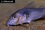 corydoras species c038 corydoras species c038