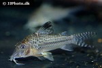 corydoras species c042 corydoras species c042