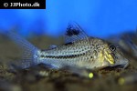 corydoras species c042 corydoras species c042