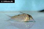 corydoras species c042 corydoras species c042