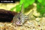 corydoras species c045 corydoras species c045