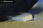 corydoras species c073 corydoras species c073
