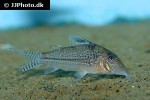 corydoras species c109 corydoras species c109