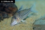corydoras species c109 corydoras species c109