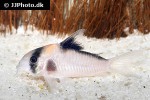 corydoras species c121 corydoras species c121