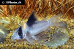 corydoras species c121 corydoras species c121