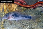 corydoras species c124 corydoras species c124