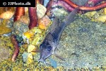 corydoras species c124 corydoras species c124
