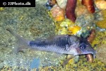 corydoras species c124 corydoras species c124