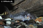 corydoras species c127 corydoras species c127