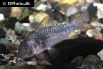 corydoras species c127 corydoras species c127