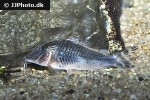 corydoras species c127 corydoras species c127