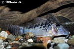 corydoras species c127 corydoras species c127