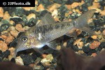 corydoras species c127 corydoras species c127
