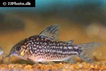 gastrodermus napoensis gastrodermus napoensis