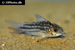 gastrodermus napoensis gastrodermus napoensis