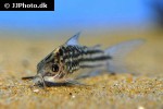 gastrodermus napoensis gastrodermus napoensis