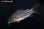 gastrodermus napoensis gastrodermus napoensis