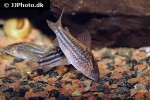 gastrodermus napoensis gastrodermus napoensis