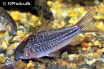gastrodermus napoensis gastrodermus napoensis
