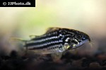 gastrodermus napoensis gastrodermus napoensis