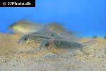 gastrodermus species c041 gastrodermus species c041