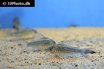 gastrodermus species c041 gastrodermus species c041