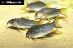 gastrodermus species c123 gastrodermus species c123