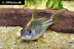 gastrodermus species c123 gastrodermus species c123