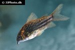 gastrodermus species c123 gastrodermus species c123