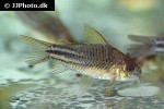 gastrodermus species c123 gastrodermus species c123