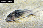 gastrodermus species c123 gastrodermus species c123