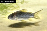 gastrodermus species c123 gastrodermus species c123