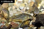 gastrodermus species c132 gastrodermus species c132