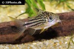 gastrodermus species cw018 gastrodermus species cw018