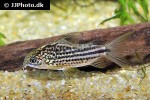gastrodermus species cw018 gastrodermus species cw018