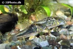 gastrodermus species cw019 gastrodermus species cw019