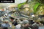gastrodermus species cw019 gastrodermus species cw019