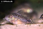 gastrodermus species cw022 gastrodermus species cw022